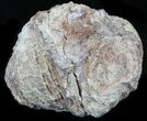 Crystal Filled Dugway Geode #33188-1